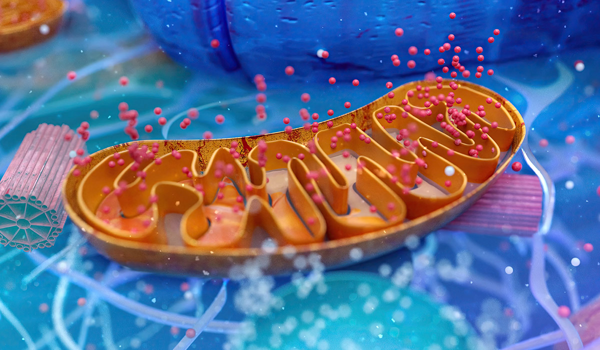 Mitochondria: Your Body’s Powerhouses